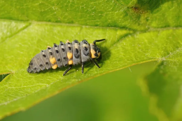 Zbliżenie Szaro Pomarańczowe Larwy Siedmiopunktowej Biedronki Coccinella Septempunctata Siedzącej Zielonym — Zdjęcie stockowe