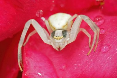 Misumena vatia 'da yağmurdan kaçan kırmızı bir gülün içinde saklanan beyaz bir altın çubuklu yengeç örümceğine renkli bir yakın plan.