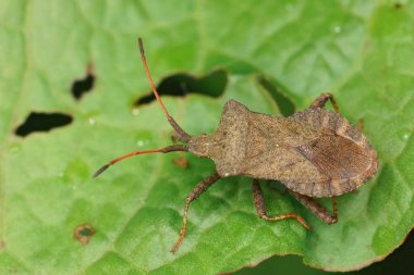 Yaygın, otçul iskele böceği Coreus Marginatus 'a yakın, bahçedeki ev sahibi Sorrel, Rumex asetosa' nın üzerinde oturuyor.
