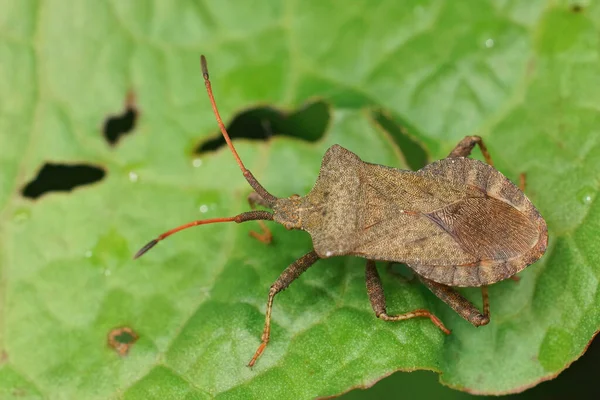 Detailní Záběr Obyčejného Býložravého Brouka Coreus Marginatus Sedícího Hostitelské Rostlině — Stock fotografie