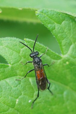 Örümcek avlayan bir yaban arısına dikey yakın çekim. Bahçedeki siyah ve kırmızı Makrofya Annulata Takas 'ını taklit ediyor.