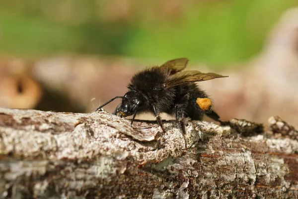 Närbild Drottningar Träd Humla Bombus Hypnorum Sitter Kvist Och Cleaingin — Stockfoto