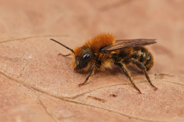 Подробный Крупный План Коричневого Волосатого Пчелы Джерси Osmia Niveata Сидящего — стоковое фото