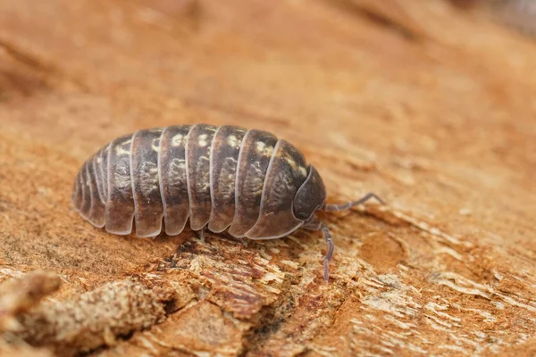 Closeup on common pill-bug woodlice, common pill-bug, Armadillidium vulgare, sitting on a piece of wood in the field