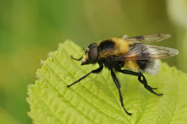 Closeup Bumblee Mimicking Plumehorn Hoverfly Volucella Plumifrons Sitting Green Leaf — Stock Photo, Image