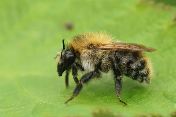 Closeup on a brown hairy female brown banded bumblebee, Bombus pascuorum sitting on a green leaf in the field