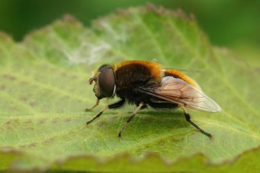 Kürklü bir dronefly 'e yaklaşan Eristalis, tarlada yeşil bir yaprağın üzerinde oturuyor.