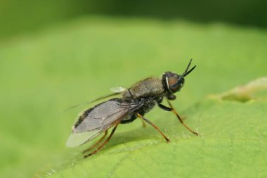 Odontomyia tigrina tarlada yeşil bir yaprağın üzerinde oturan utangaç bir kadın siyah albay hakkında detaylı bilgi.