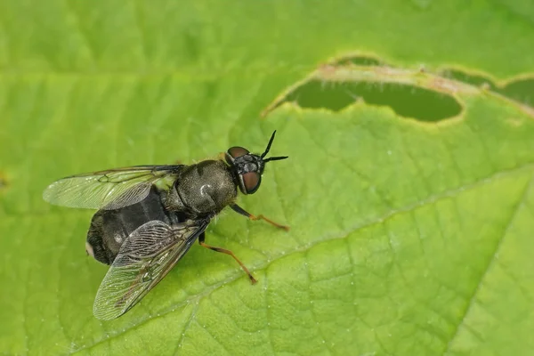 Detalhado Uma Tímida Fêmea Preta Coronel Sodier Fly Odontomyia Tigrina — Fotografia de Stock