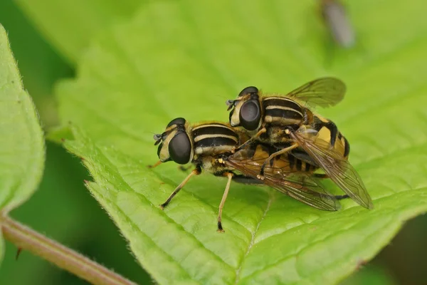 Primeros Planos Par Colgantes Nenúfares Amantes Los Pantanos Helophilus Pendulus —  Fotos de Stock