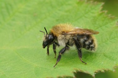 Kahverengi saçlı, kahverengi bantlı yaban arısı Bombus Pascuorum tarlada yeşil bir yaprağın üzerinde oturuyor.