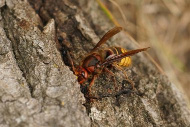 Renkli sarı ve kırmızı Kraliçe Avrupa eşekarısı Vespa Crabro 'nun üzerine yakın plan. Ağaç özü içiyor.