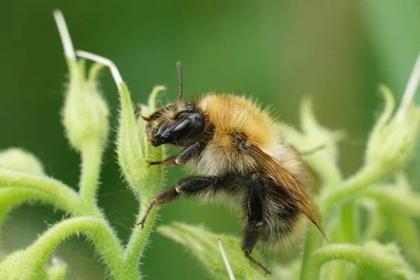 Одяг Пухнастого Коричневого Смугастого Джмеля Bombus Pascuorum Сидить Вершечку Рослини — стокове фото