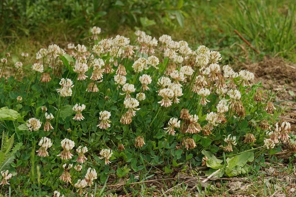 Primo Piano Una Fioritura Aggregazione Trifoglio Bianco Trifoium Repens Nel — Foto Stock