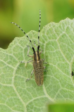 Agapanthia villosoviridescens tarlada yeşil bir yaprak üzerinde oturan gri, altın çiçekli uzun boynuzlu bir böceğe dikey yakın plan.