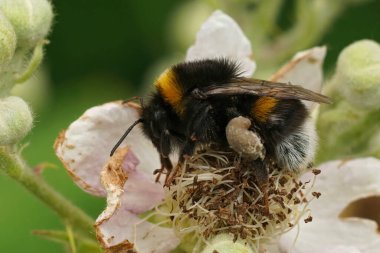 Beyaz kabarık bir yaban arısı, Bombus terrestris beyaz bir böğürtlen çiçeğinin üzerinde oturuyor, rubus fructicosus