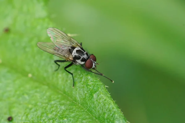 Κοντινό Πλάνο Ένα Γκρι Μαύρο Μοτίβο Μύγα Anthomyia Procellaris Καθισμένος — Φωτογραφία Αρχείου