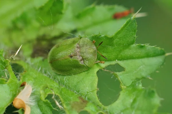 Primer Plano Sobre Cardo Verde Tortuga Escarabajo Cassida Rubiginosa Sentado —  Fotos de Stock