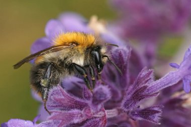 Kahverengi bantlı yaban arısına renkli bir yakın plan, Bombus pascuorum om om mor Nepeta kataria çiçekleri bahçede