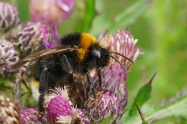 Renkli tüylü bir vesta yaban arısı, Bombus Vestalis, mor bir devedikeni, Cirsium vulgare, çiçek