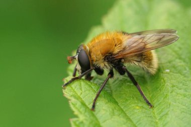 Yeşil bir yaprağın üzerinde oturan tüylü, tüylü, değişken ayı Hoverfly, Criorhina berberina 'nın detaylı görüntüleri.