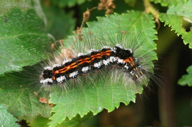 Sarı kuyruklu güvenin renkli tüylü tırtılına, yeşil bir yaprağın üzerinde oturan Euproctis similislerine yakından bakın.