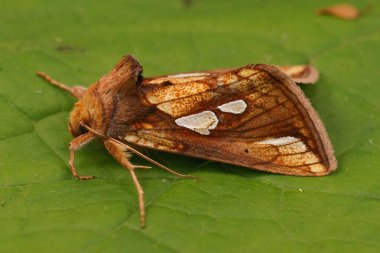 Rengarenk altın benekli güve, Plusia festucae, bahçede yeşil bir yaprak üzerinde oturan