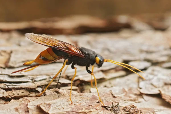 Renkli dev boynuz kuyruklu orman eşekarısı Urocerus gigas 'a yaklaşın. Ormandaki bir odun parçasında oturuyor.