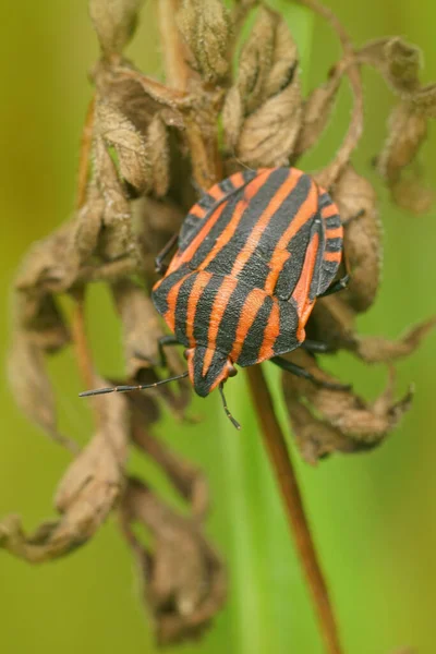 Gros Plan Vertical Sur Une Punaise Rayures Rouges Noires Graphosoma — Photo