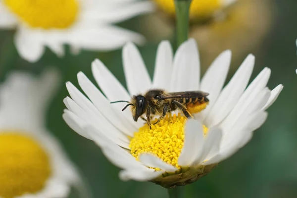 Zbliżenie Świeżo Wyłonionej Żeńskiej Mozaiki Pszczoła Listkowa Megachile Centuncularis Siedzi — Zdjęcie stockowe
