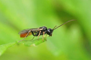 Ormandaki yeşil bir yaprağın üzerinde oturan asalak bir eşekarısına yakından bakın.