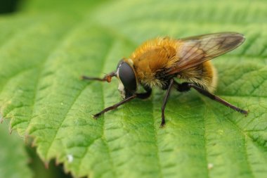 Yeşil bir yaprağın üzerinde oturan tüylü, tüylü, değişken ayı Hoverfly, Criorhina berberina 'nın detaylı görüntüleri.