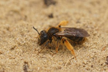 Kıllı bir dişi Şahin Sakal maden arısı, Andrena Fulvago, kumlu bir yeraltı tarlasında oturuyor.