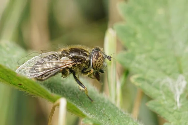 Detailed Closeup Small Spotty Eyed Dronefly Eristalinus Sepulchralis Sitting Grass — Stock Photo, Image
