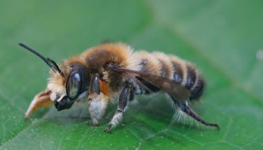 Willughby 'nin yaprak kesen arısı Megachile willughbiella' nın yeşil bir yaprağın üzerinde oturan tipik beyaz ön bacaklı erkeğine yaklaş.