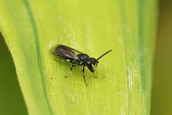 Close Pequeno Macho Branco Maxilar Abelha Cara Amarela Hylaeus Communis — Fotografia de Stock