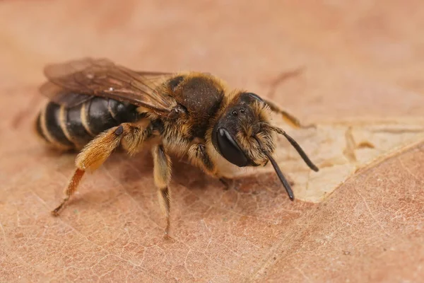 Λεπτομερής Κοντινό Πλάνο Μια Θηλυκή Μέλισσα Εξόρυξης Την Αντρίνα Οβάτουλα — Φωτογραφία Αρχείου
