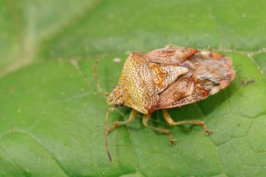 Ebeveyn böceğine yakın plan, Elasmucha Grisea bahçede yeşil bir yaprağın üzerinde oturuyor.