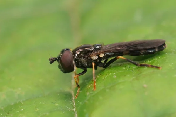 Close Pequeno Hoverfly Escuro Pyrophaena Rosarum Sentado Uma Folha Verde — Fotografia de Stock