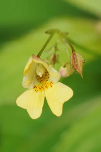 Vertical Closeup Yellow Flower Small Flowered Touch Impatiens Parviflora Field — Stock Photo, Image