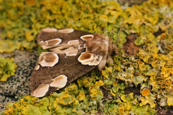 Detaillierte Nahaufnahme Der Farbenfrohen Pfirsichblütenmotte Thyatira Batis Auf Einem Flechtenbedeckten — Stockfoto