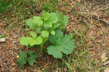 Geum makrofilllum, orman toprağında, yeni ortaya çıkan büyük yapraklı bahçelere yakın plan.