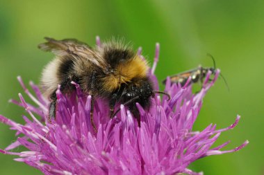 Ormanda ya da dört renkli bomba müfredatında, tarladaki mor bir knapweed Centaurea Jacae çiçeğinden nektar içerken.