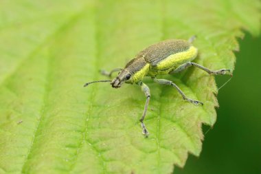 Sarı bantlı yaprak buğday bitine yakından bakın, Chlorophanus Viridis yeşil bir yaprağın üzerinde oturuyor.