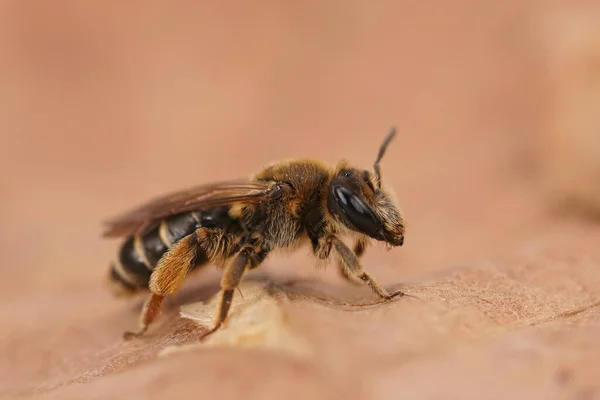 Küçük Bir Dişi Maden Arısı Olan Andrena Ovatula Yakından Çekilmiş — Stok fotoğraf