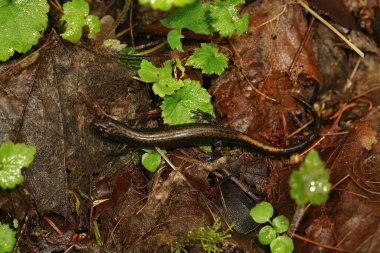 Dunn 'ın akciğersiz semenderi Plethodon Dunni' ye yakın. Orman topraklarındaki Columbia nehir geçidini oluşturuyor.
