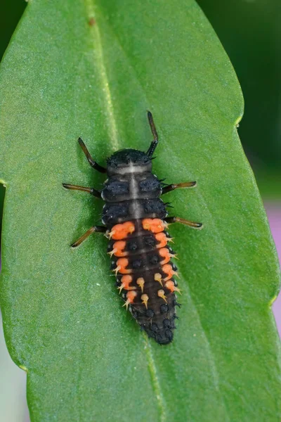 Primer Plano Vertical Sobre Una Larva Del Escarabajo Mariquita Asiático —  Fotos de Stock