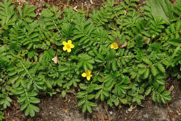 Closeup Common Silverweed Potentilla Anserina Some Yellow Flowers Growing Roadside — Stock Photo, Image
