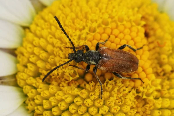 Closeup on a fairy-ring longhorn beetle, Pseudovadonia livida sitting in a white, yellow Ox-eye daisy flower in the garden