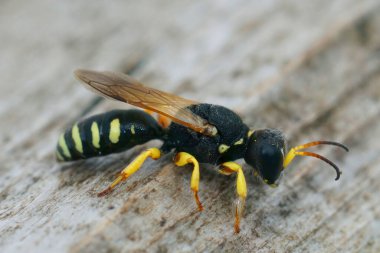 Kare başlı bir eşekarısı, Lestica alata 'nın ahşap üzerinde otururken detaylı görüntüsü.